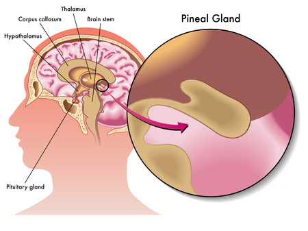 pineal gland